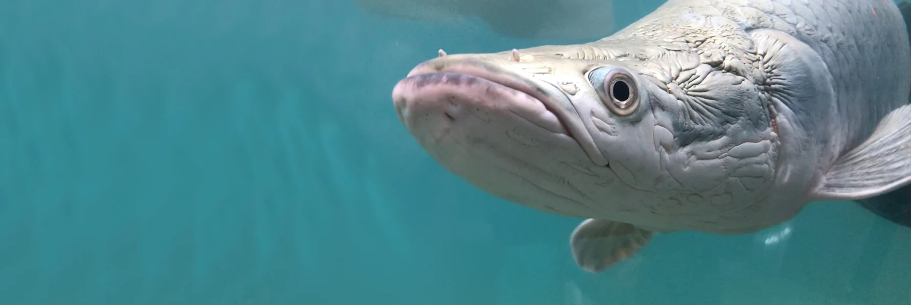 Master Your Underwater Realm